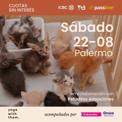 Yoga con Gatitos