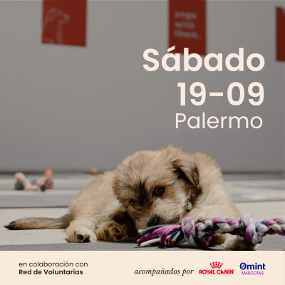 Edición n146- Yoga con perritos