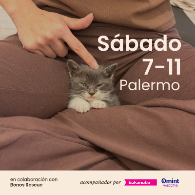 Edición n159- Yoga con gatitos