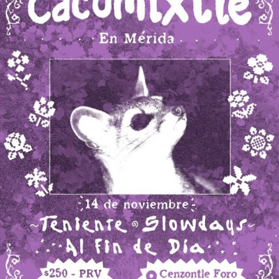 Cacomixtle en Mérida