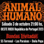 Animal humano